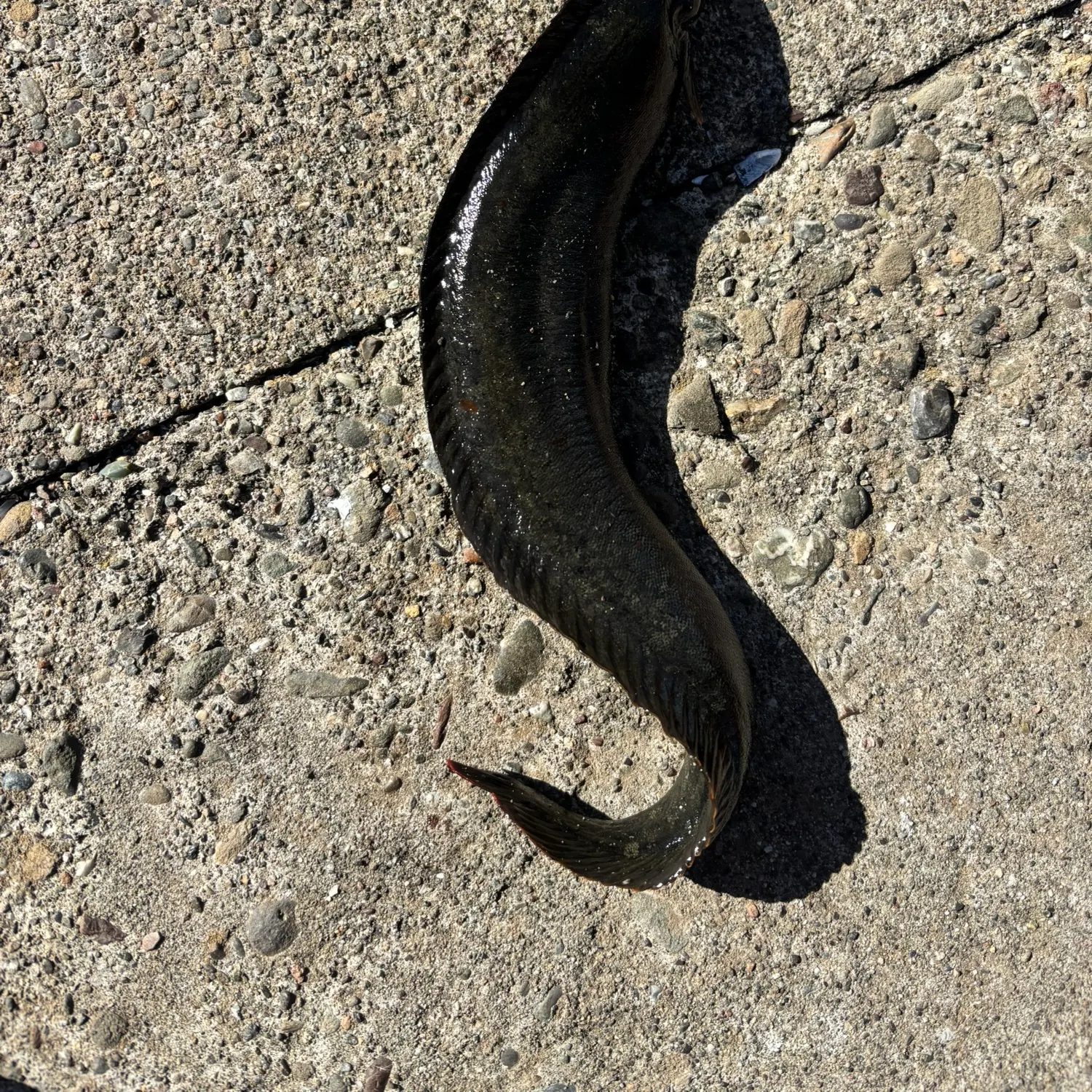Monkeyface prickleback caught on Fishbrain