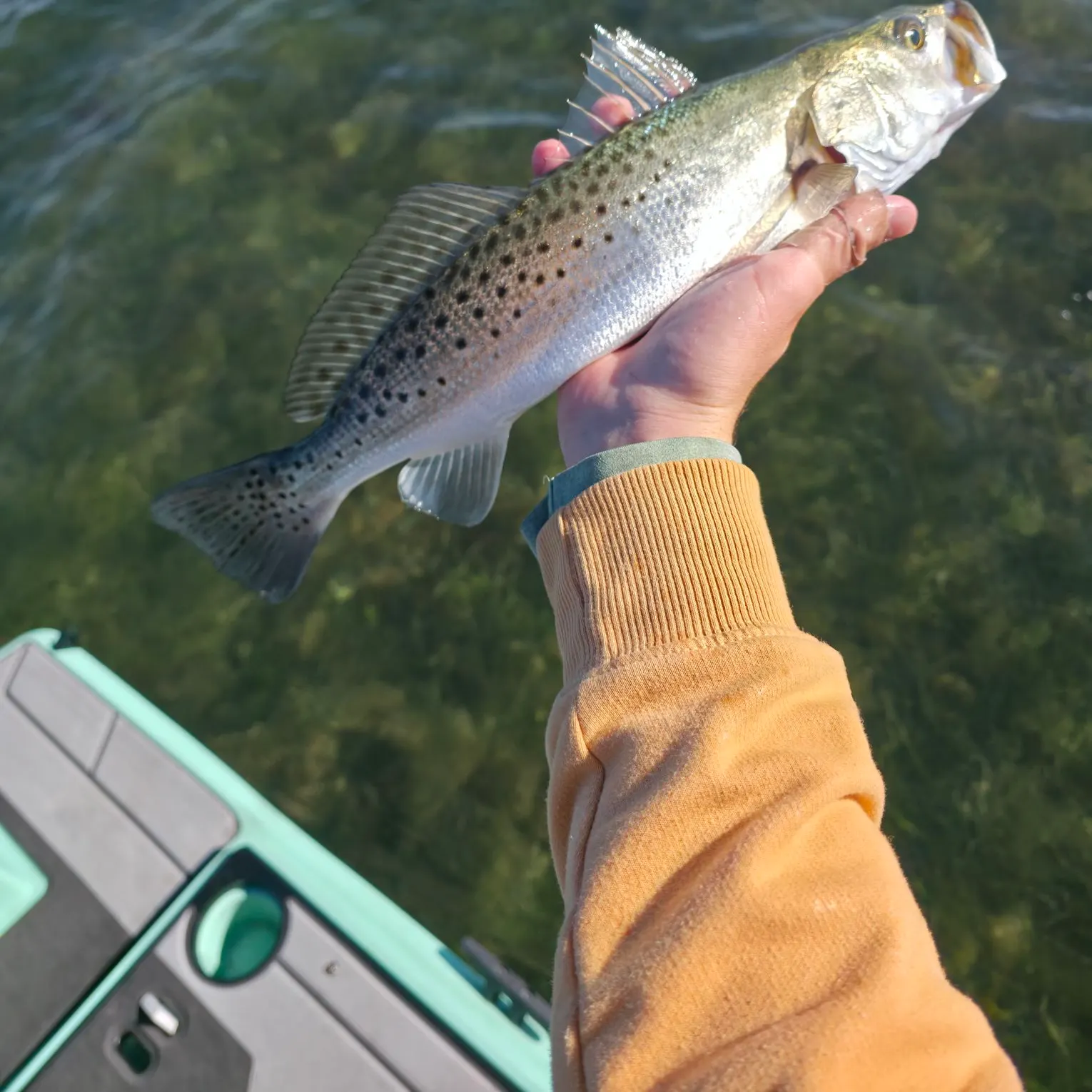 The most recent Spotted seatrout catches on Fishbrain