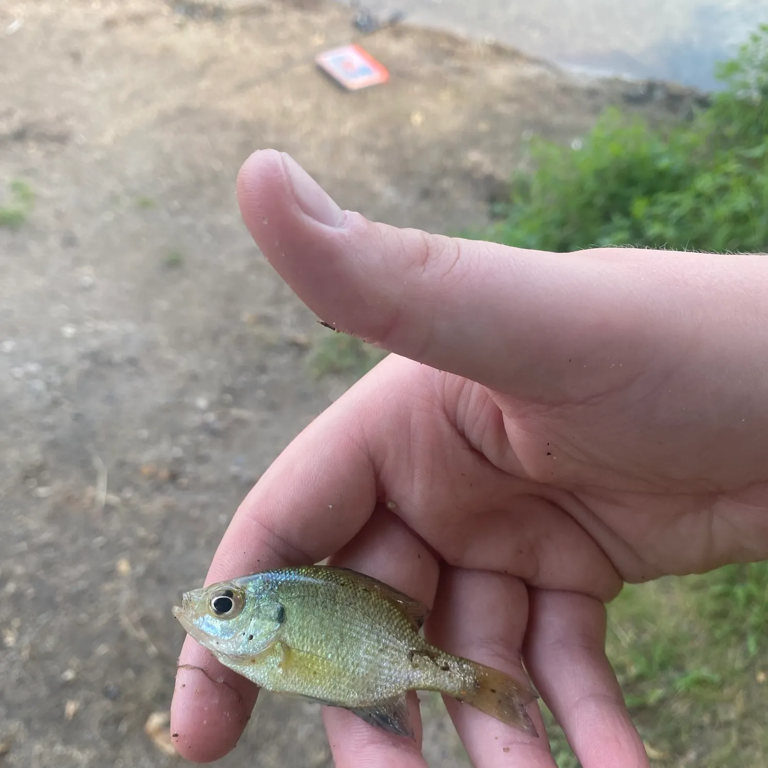 The most recent Bluegill catches on Fishbrain