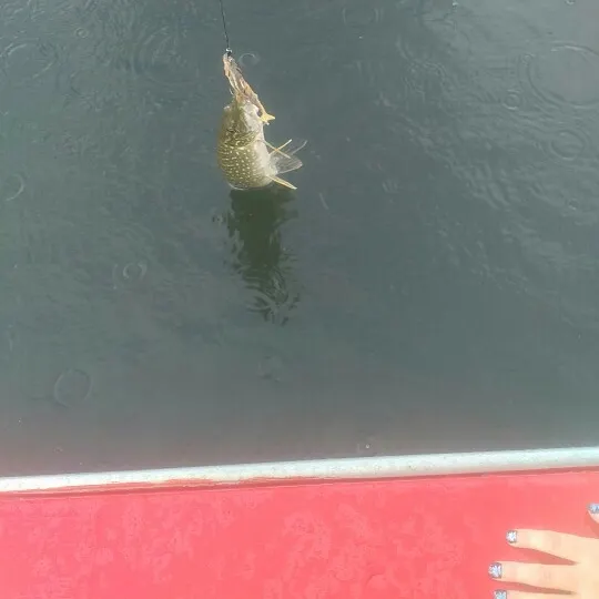 Northern pike caught on Fishbrain