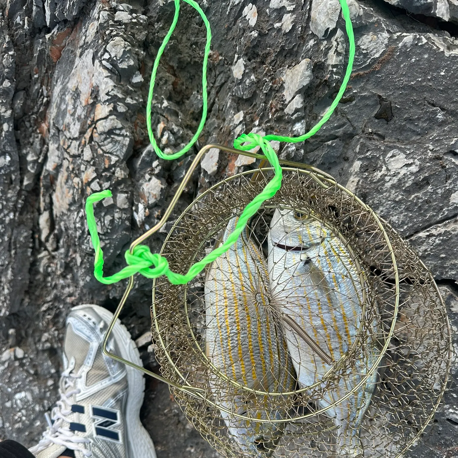 The most recent Gilthead seabream catches on Fishbrain