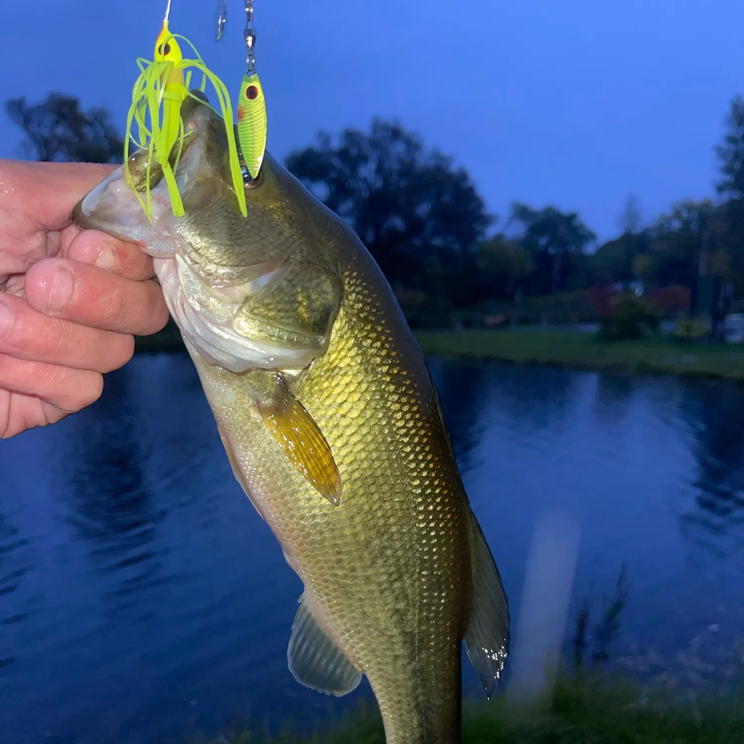 Largemouth bass caught on Fishbrain
