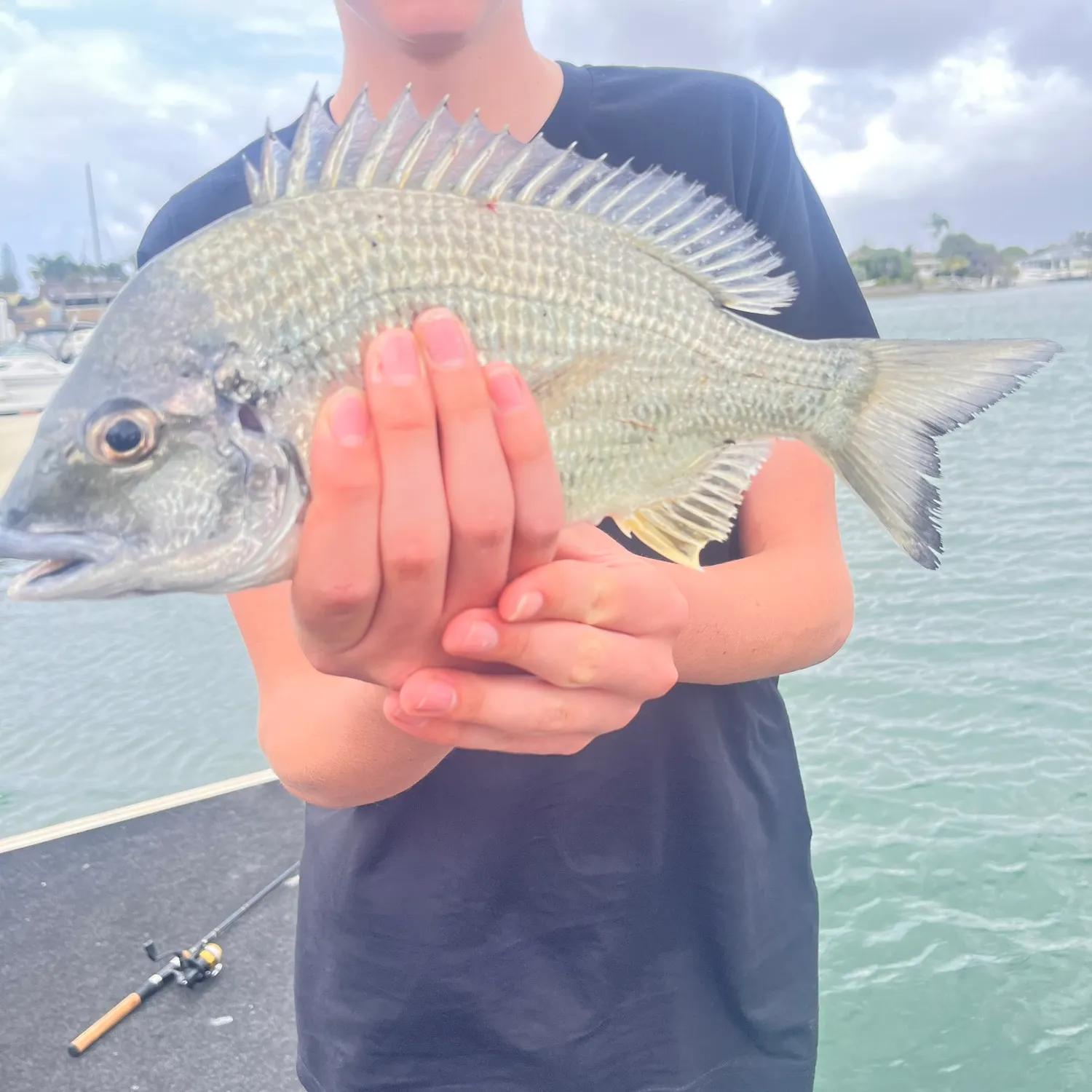 Surf bream caught on Fishbrain