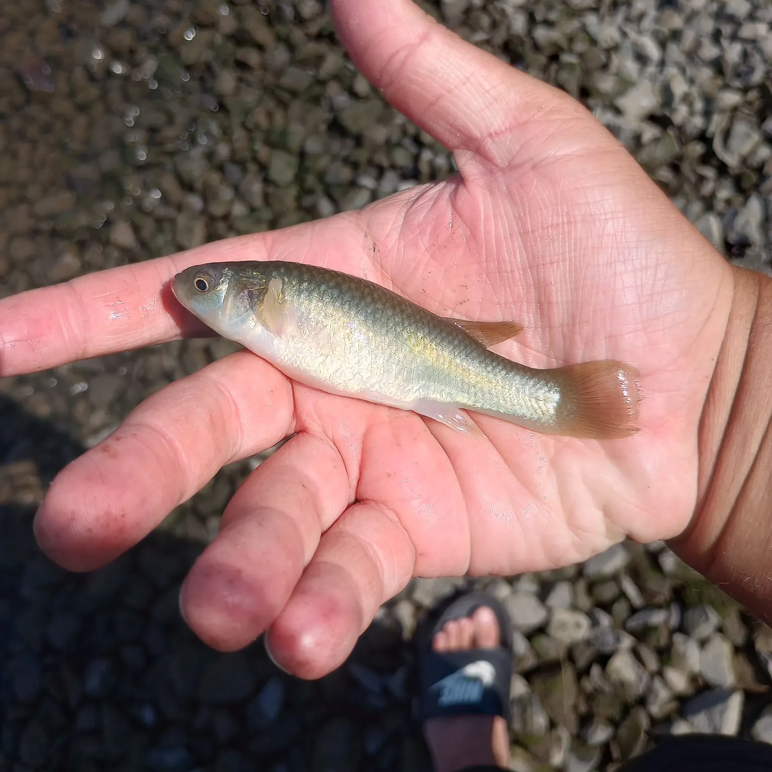 The most recent Mummichog catches on Fishbrain