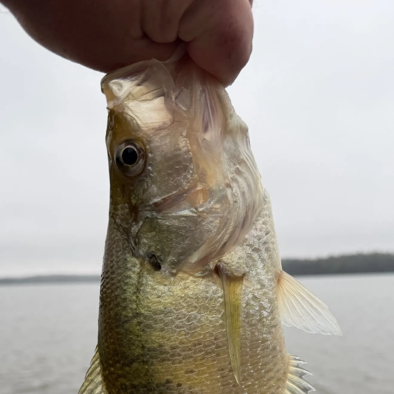 White crappie caught on Fishbrain