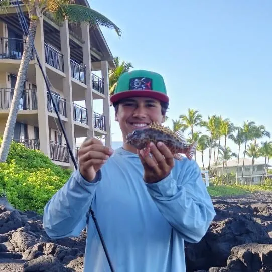 The most recent Stocky hawkfish catches on Fishbrain