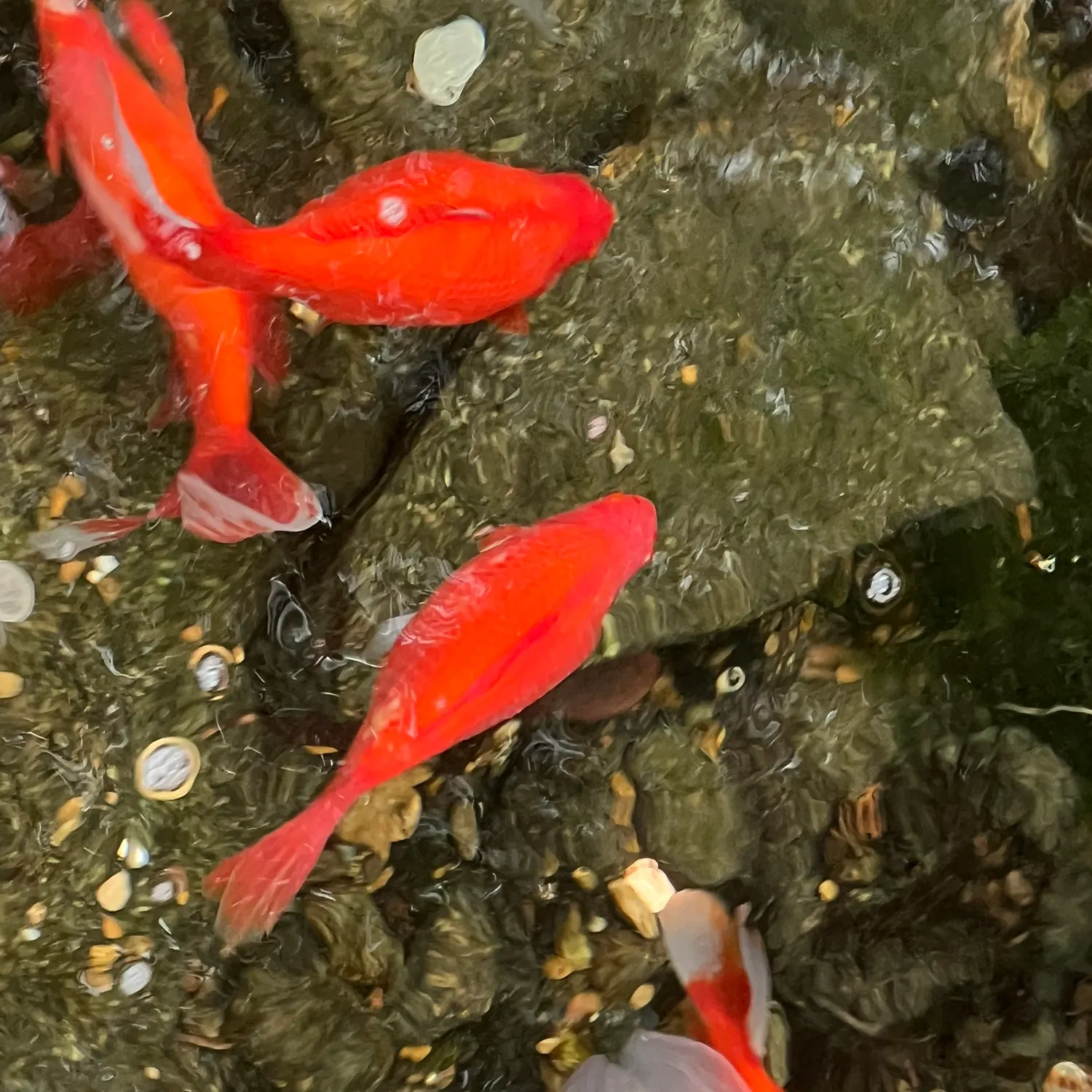 The most recent Goldfish catches on Fishbrain