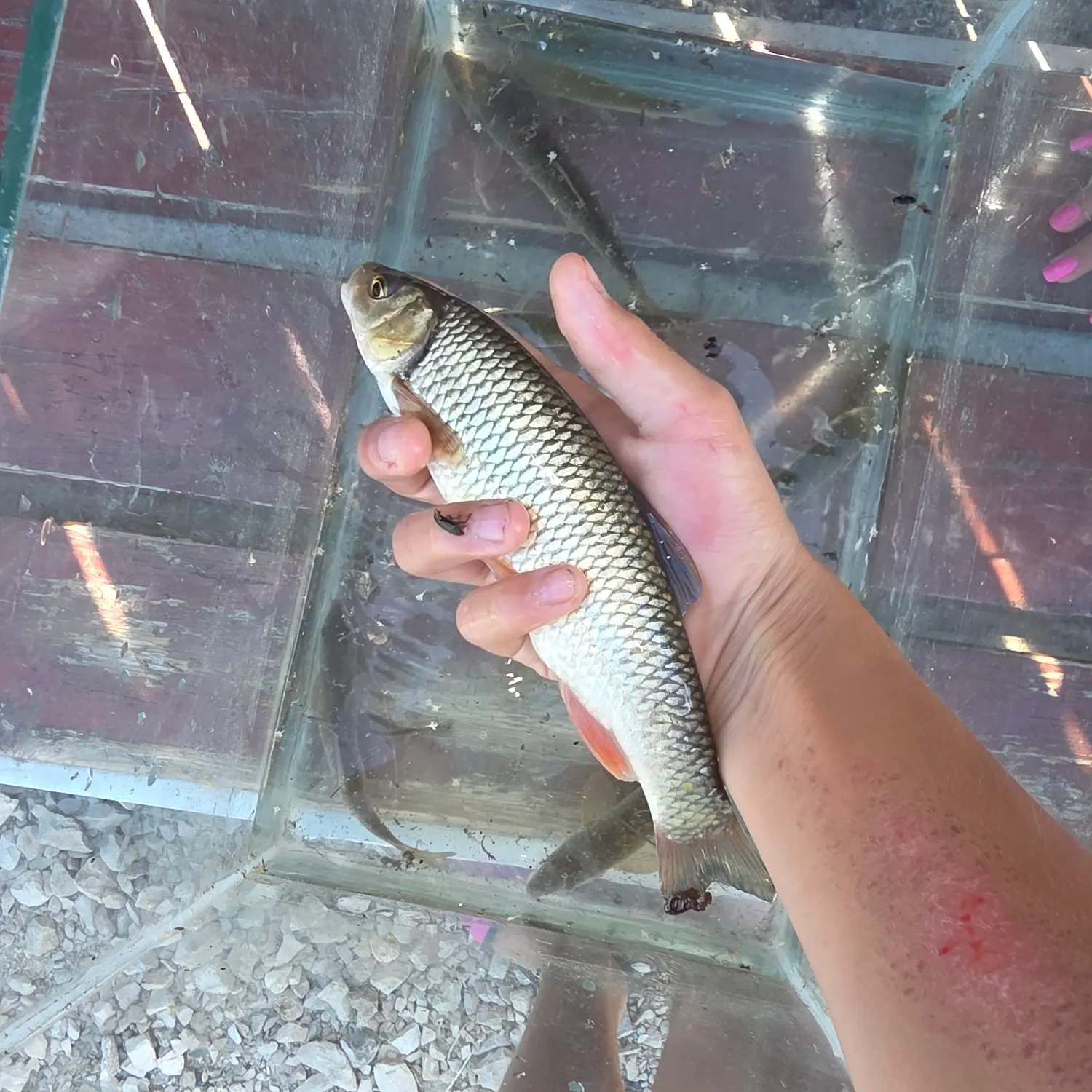 European chub caught on Fishbrain