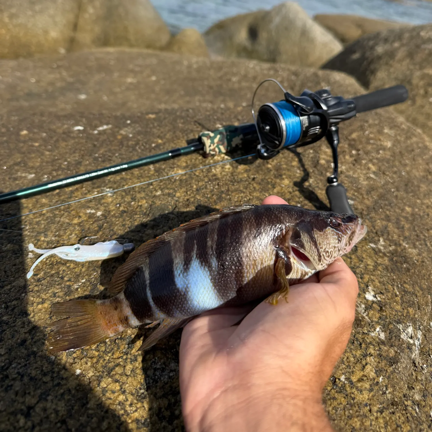 Painted comber caught on Fishbrain