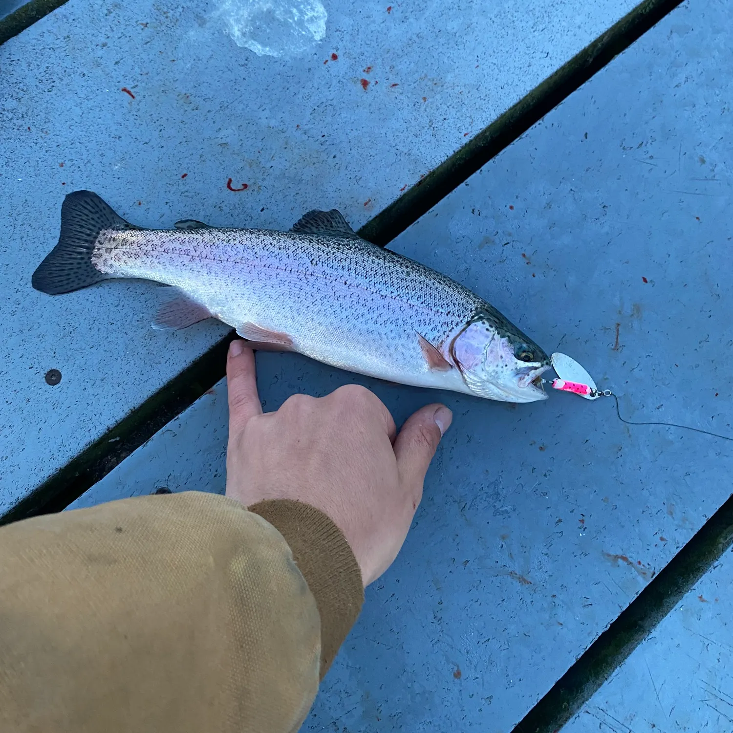 recently logged catches