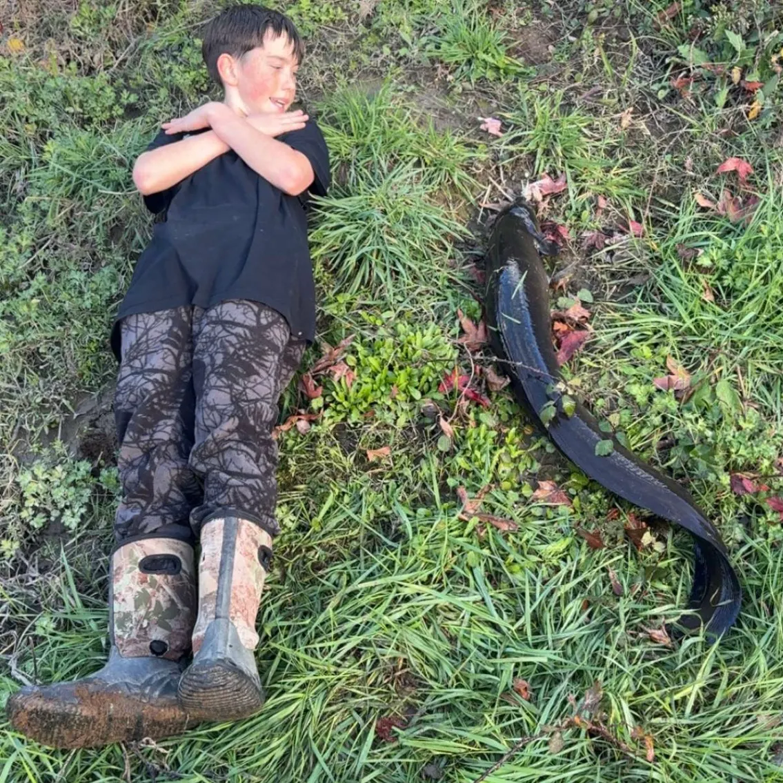 The most recent New Zealand longfin eel catches on Fishbrain