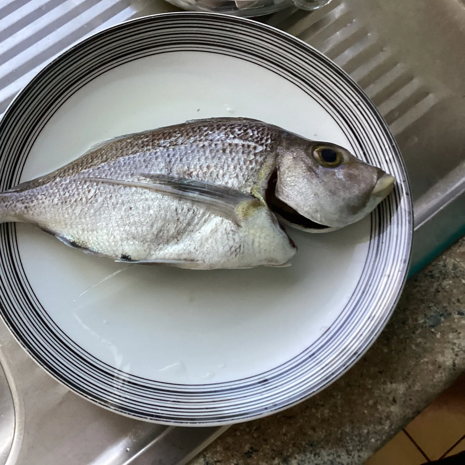 The most recent Sea carp catches on Fishbrain