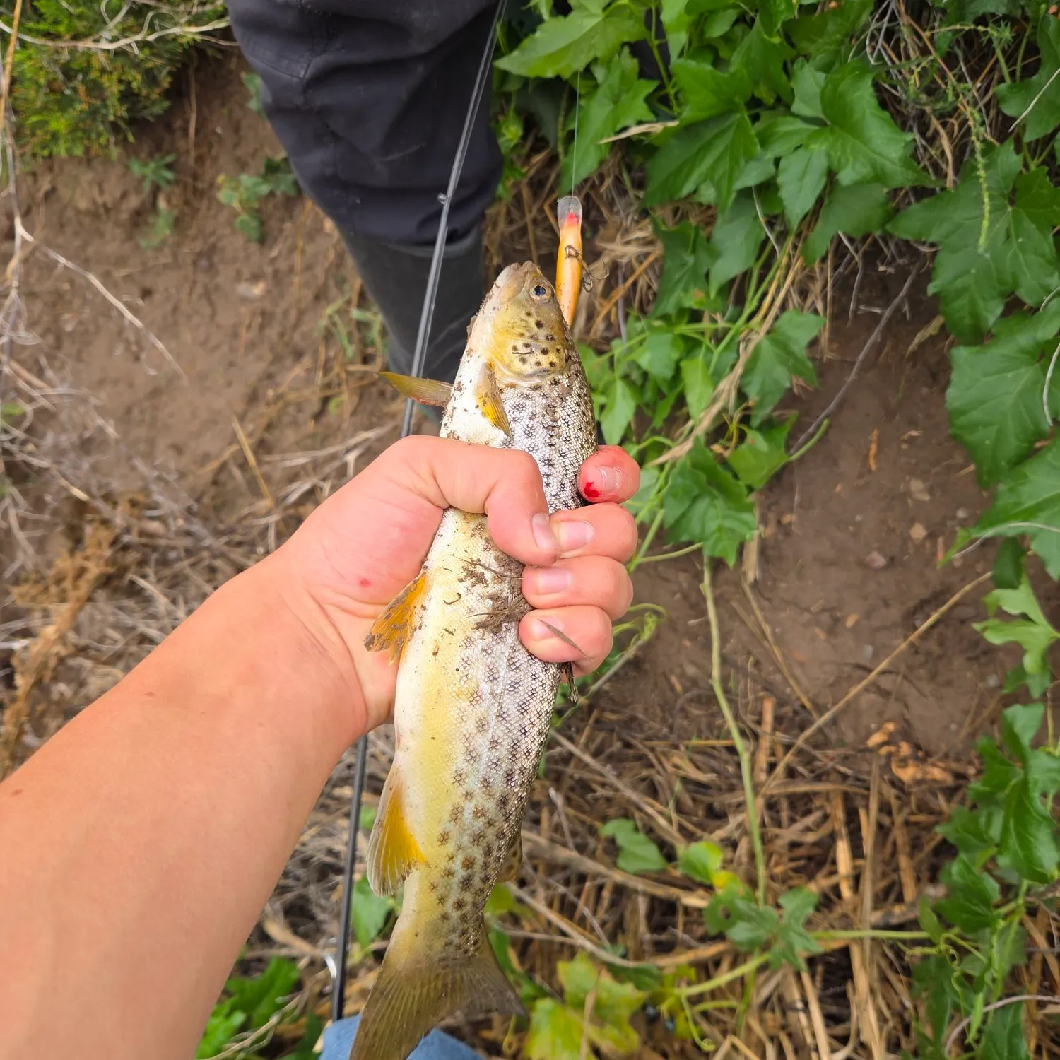 Brown trout caught on Fishbrain