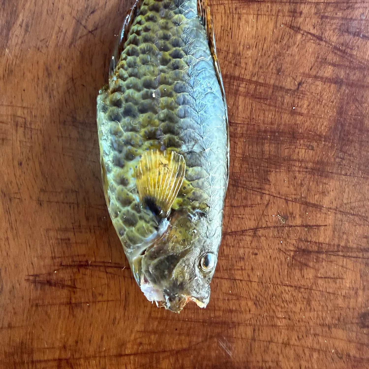 The most recent Singapore parrotfish catches on Fishbrain