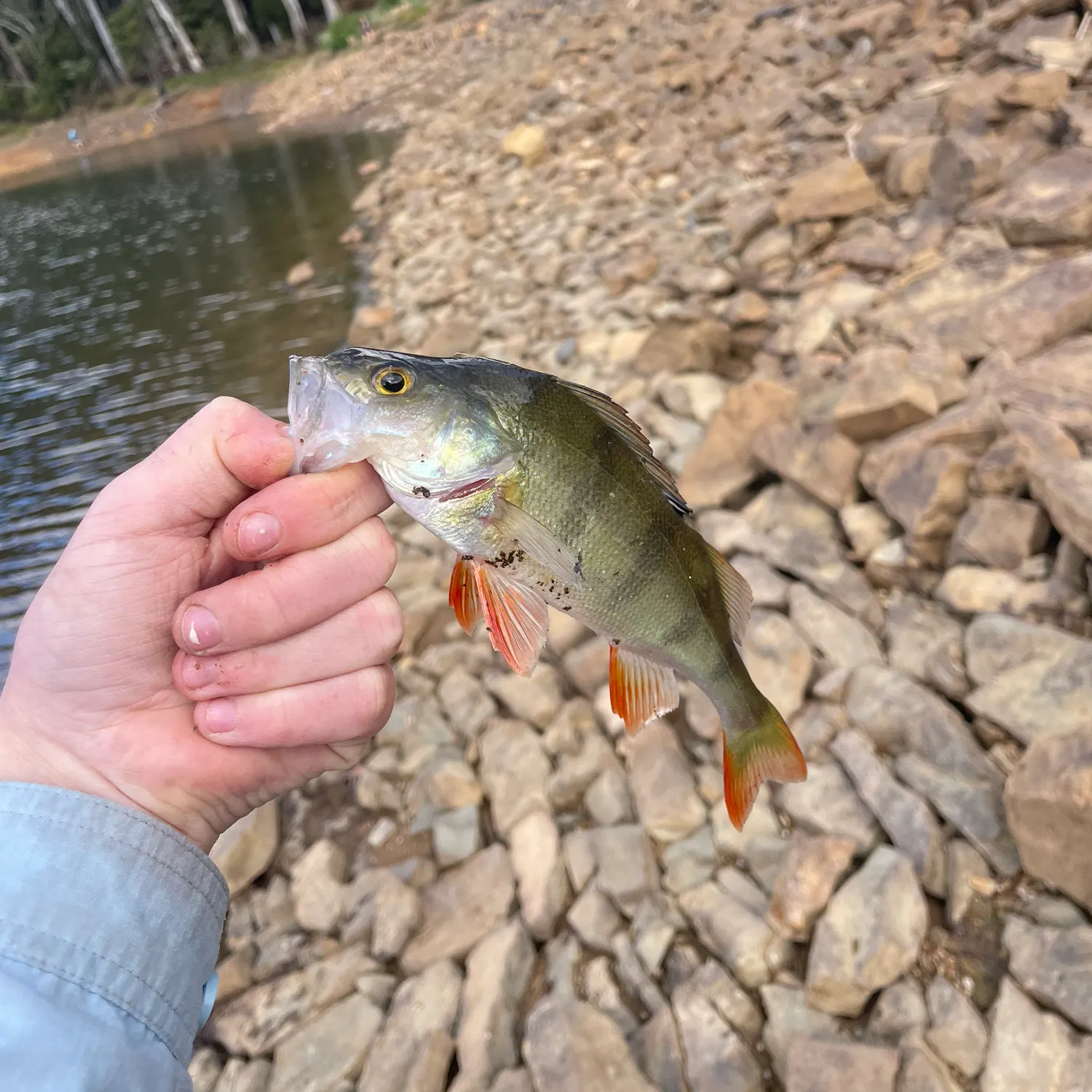European perch caught on Fishbrain