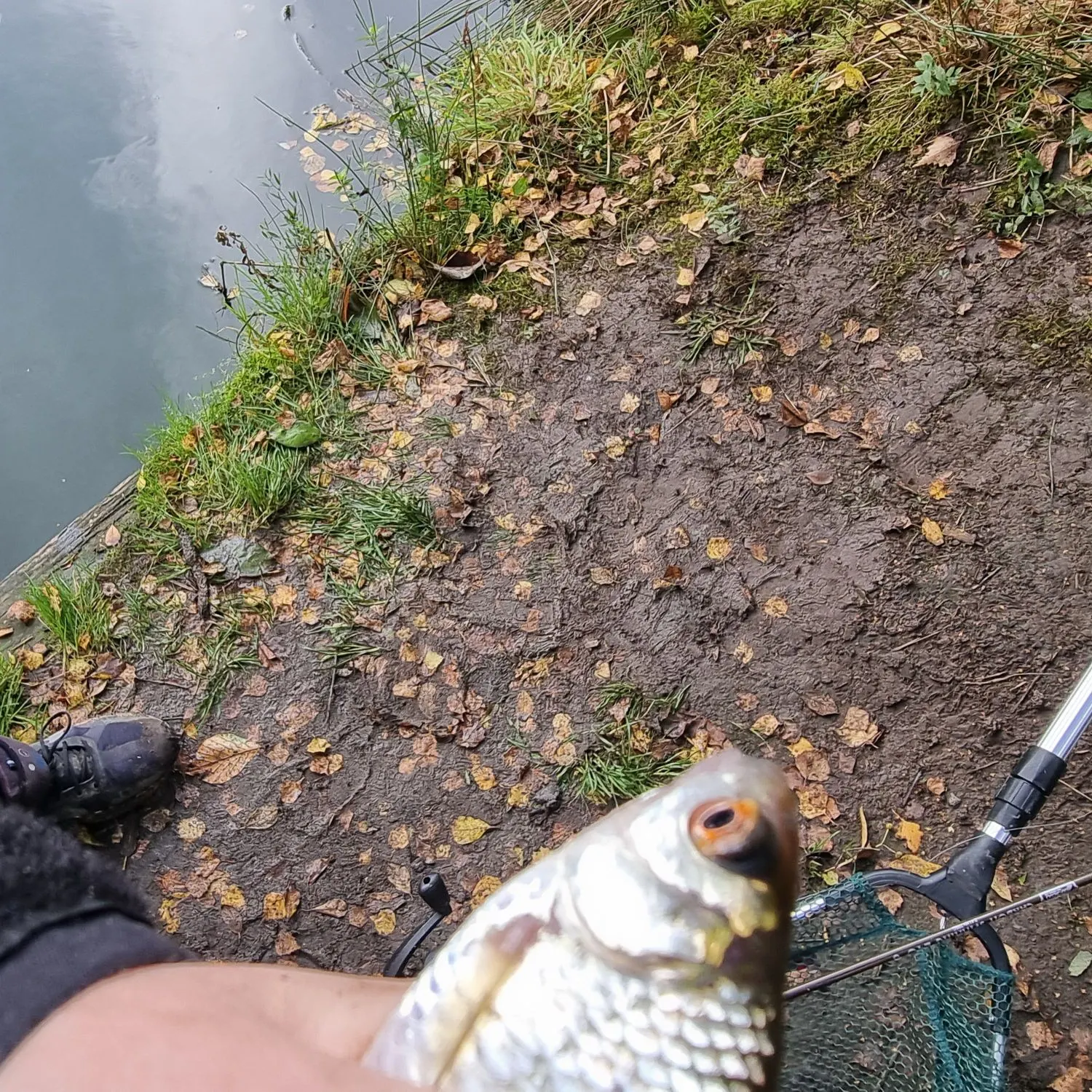 Common roach caught on Fishbrain