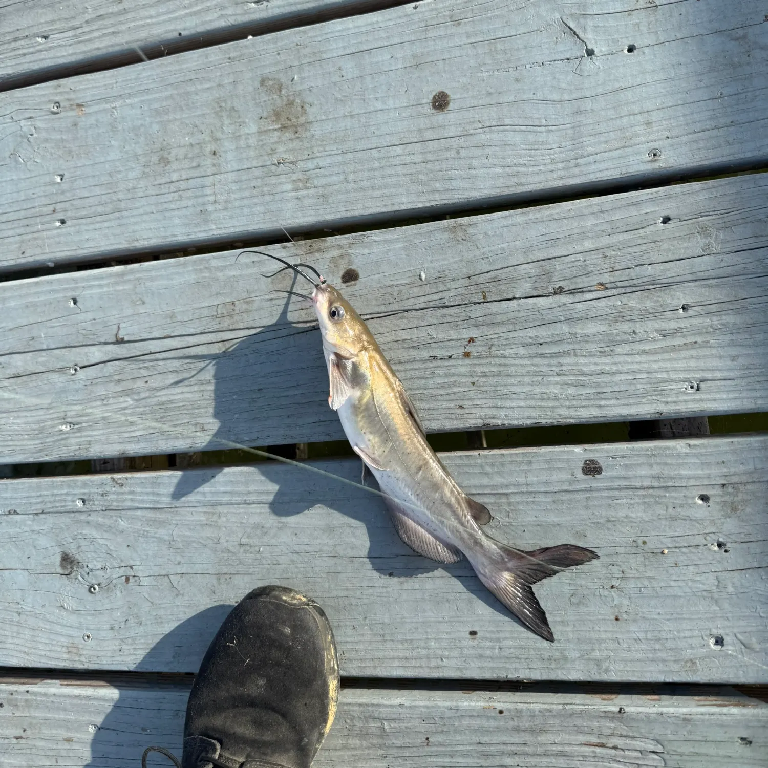 Channel catfish caught on Fishbrain