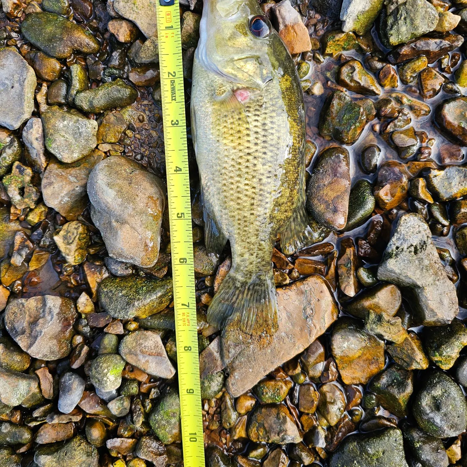 Rock bass caught on Fishbrain
