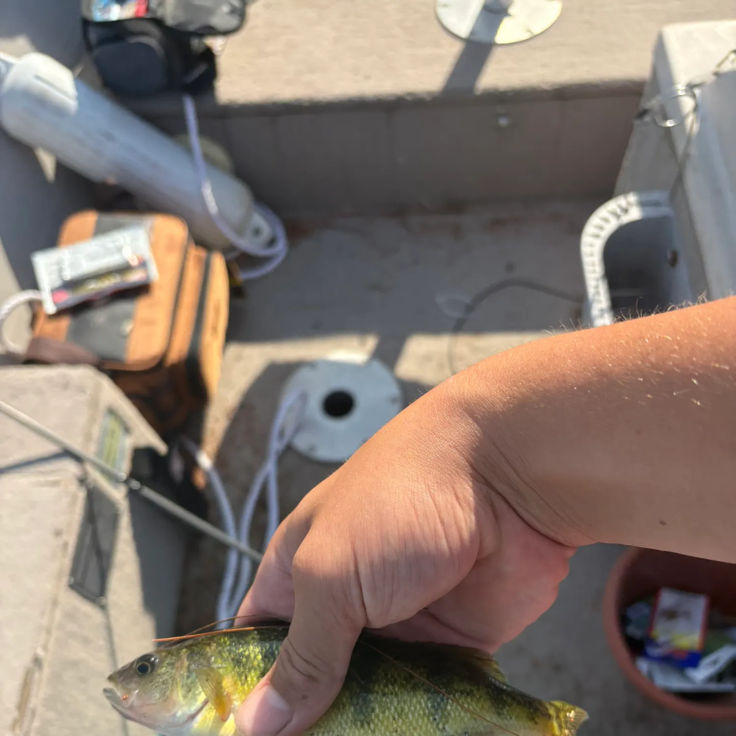 Yellow perch caught on Fishbrain