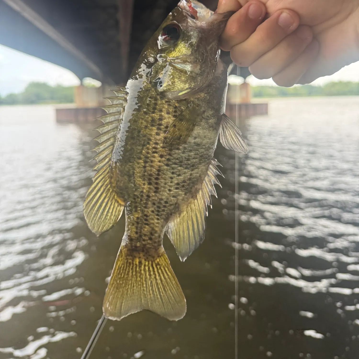 Rock bass caught on Fishbrain