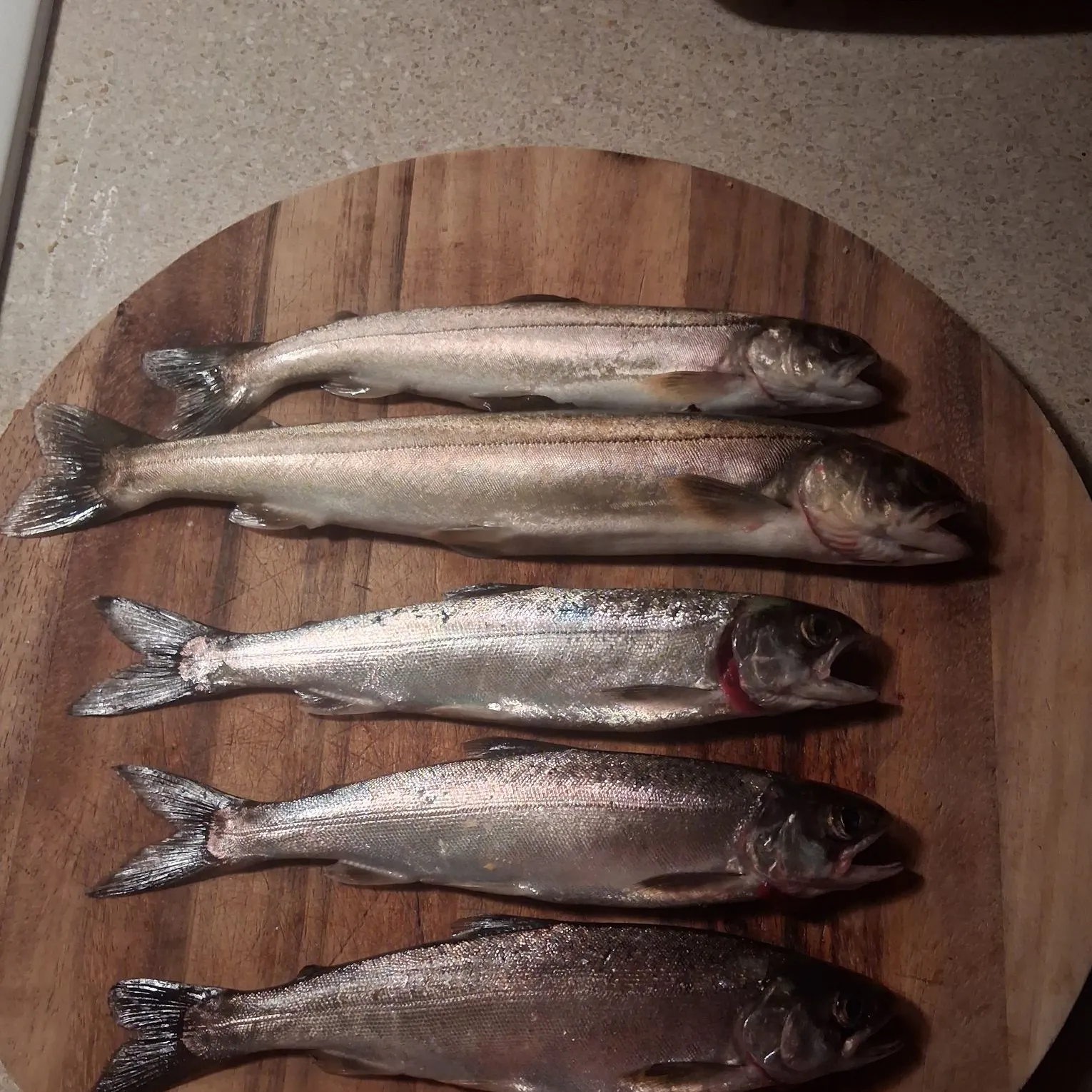 Coho salmon caught on Fishbrain