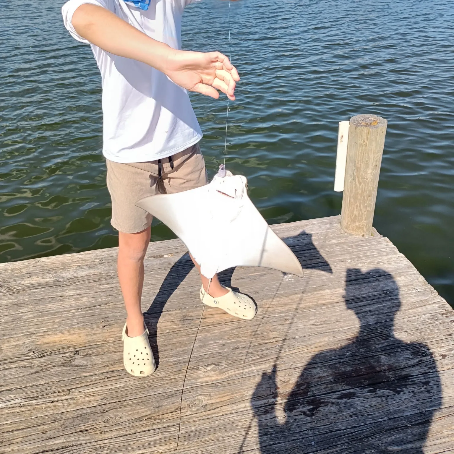 The most recent Cownose Ray catches on Fishbrain