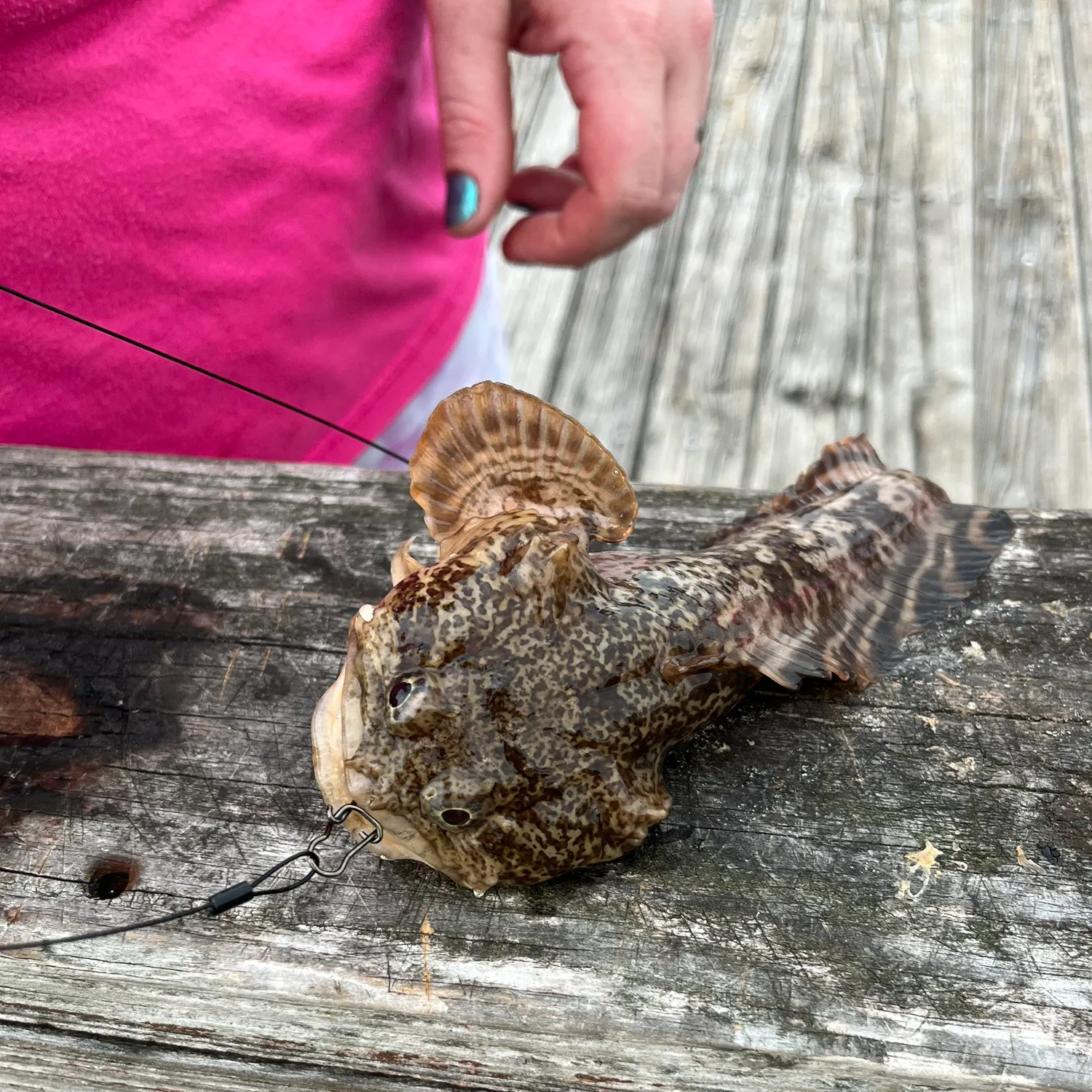 recently logged catches