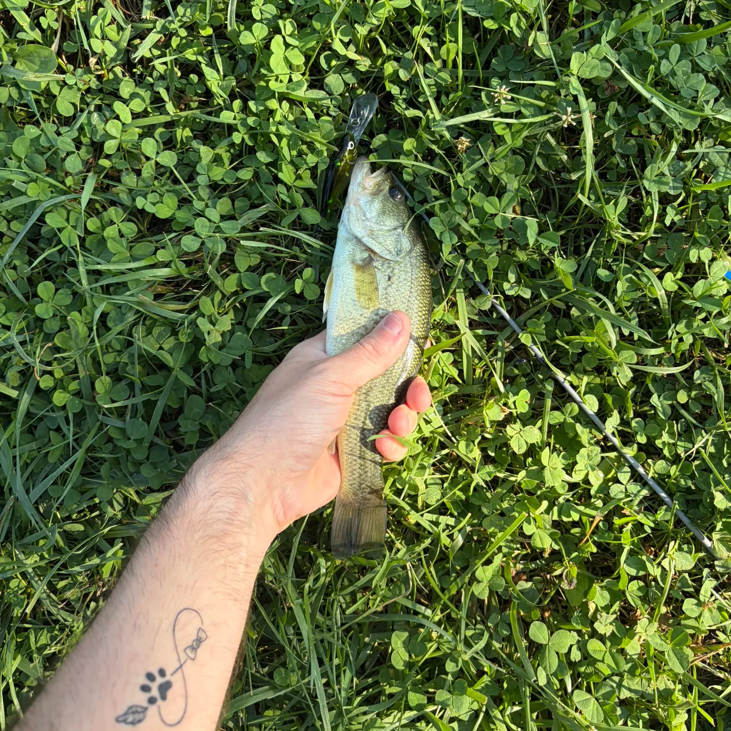 Largemouth bass caught on Fishbrain