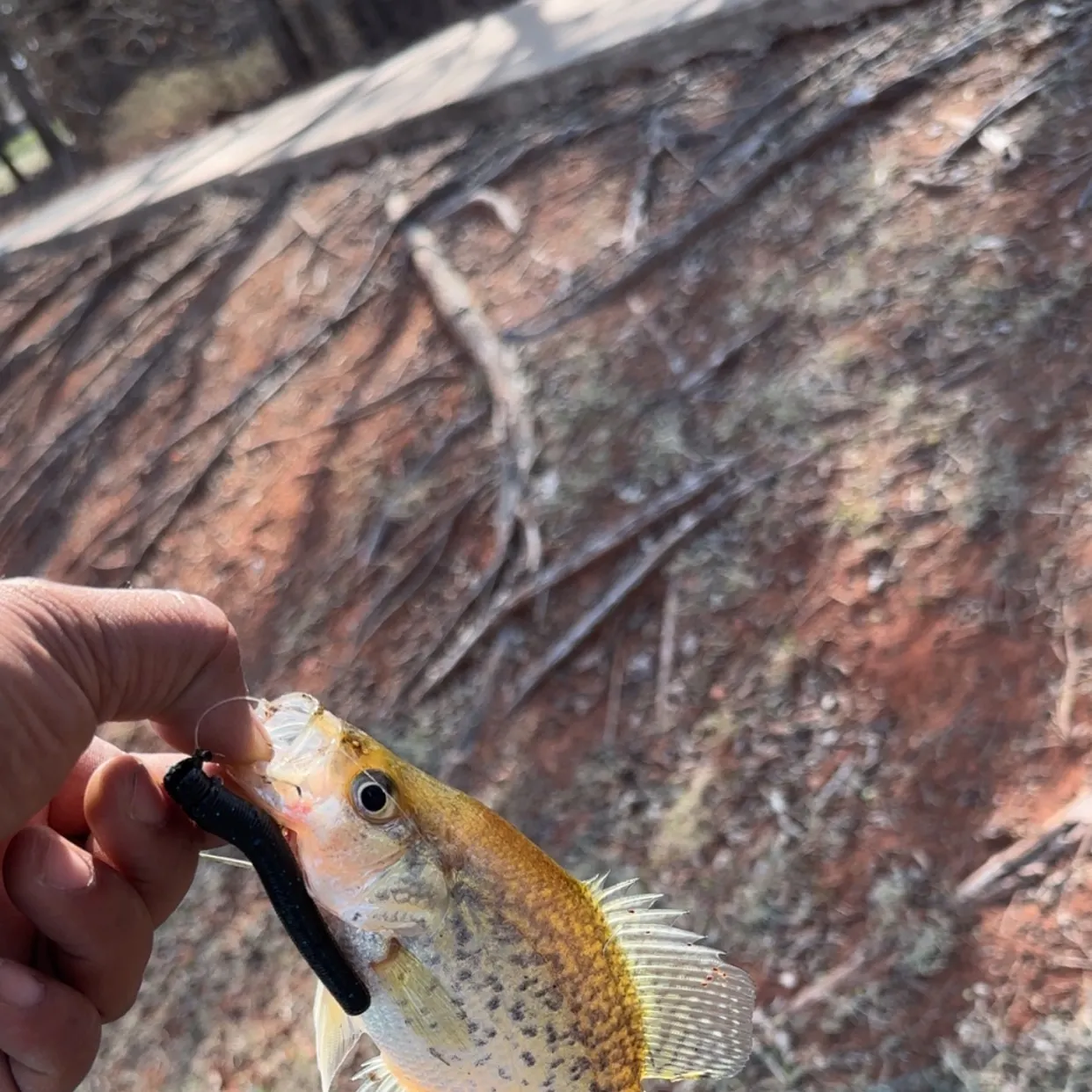 The most recent White crappie catches on Fishbrain