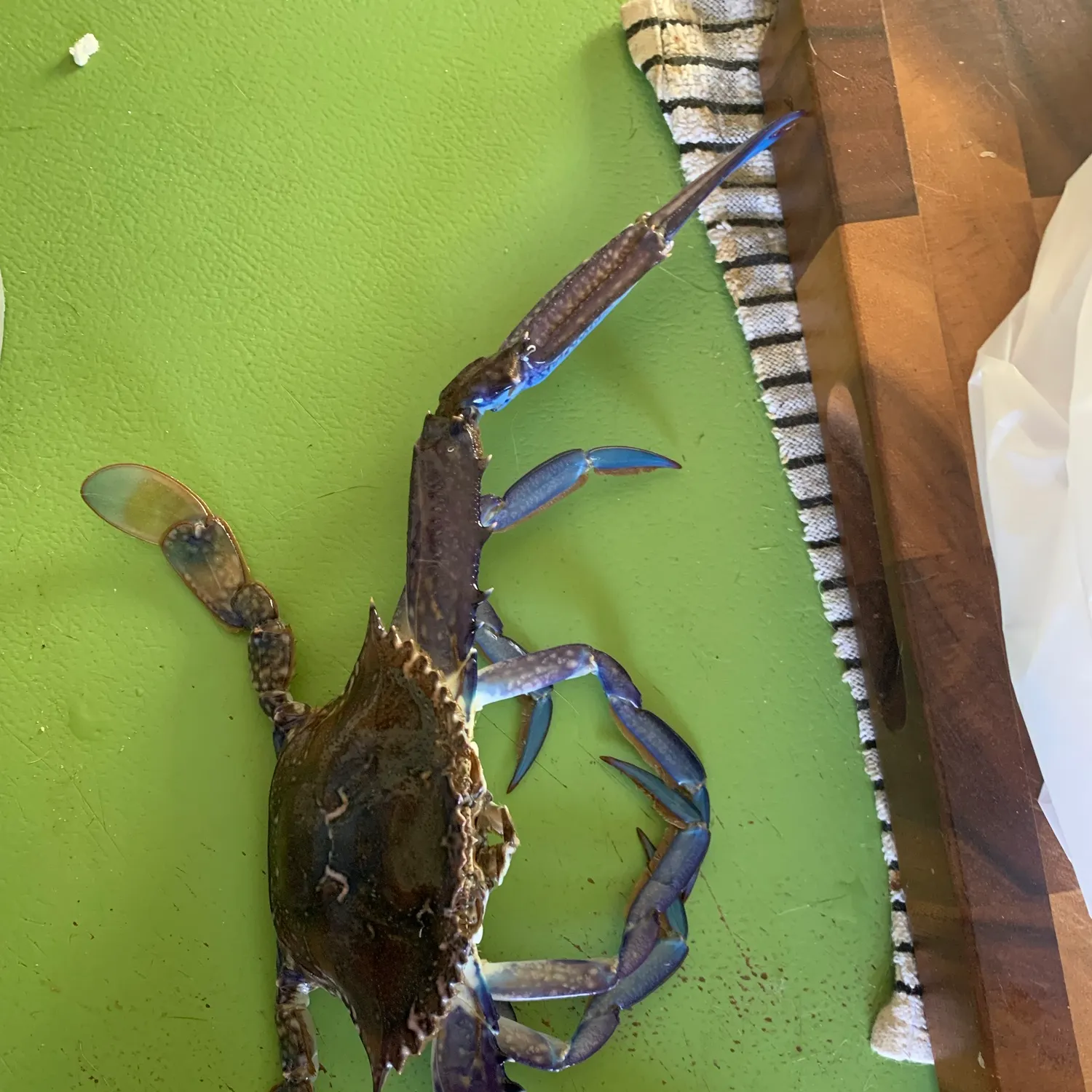 Blue swimmer crab caught on Fishbrain