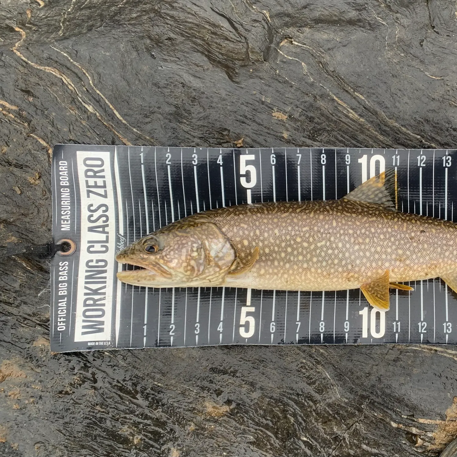 The most recent Lake char catches on Fishbrain