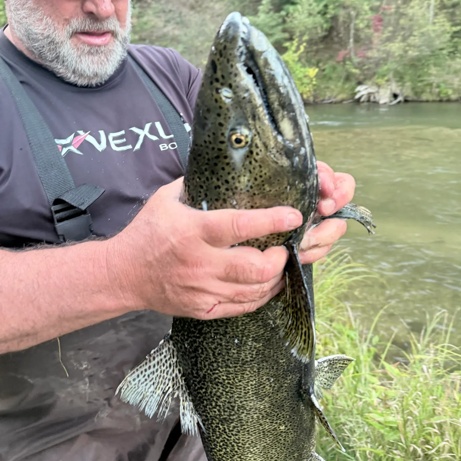 Chinook salmon caught on Fishbrain