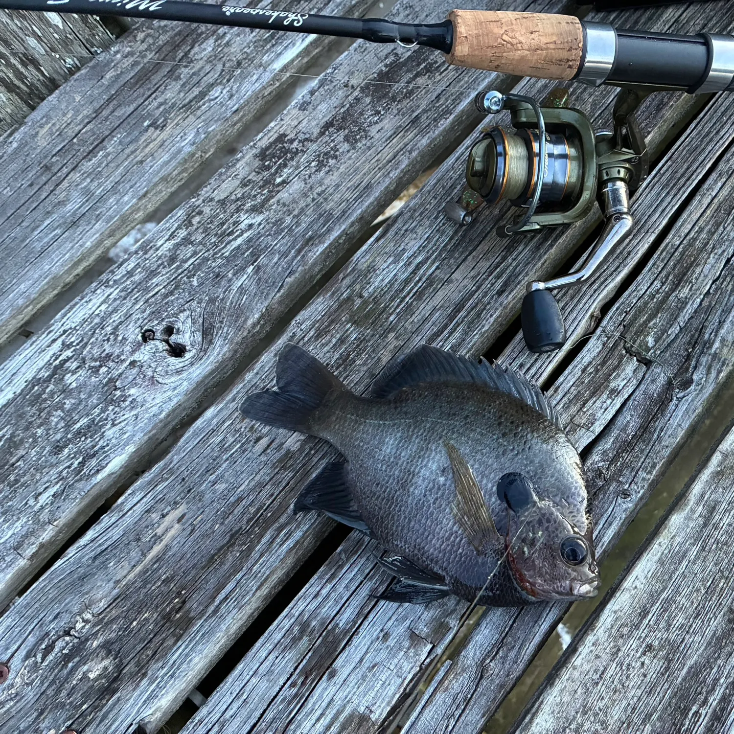 Coppernose bluegill caught on Fishbrain