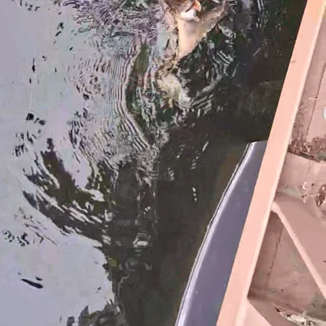 Common snapping turtle caught on Fishbrain