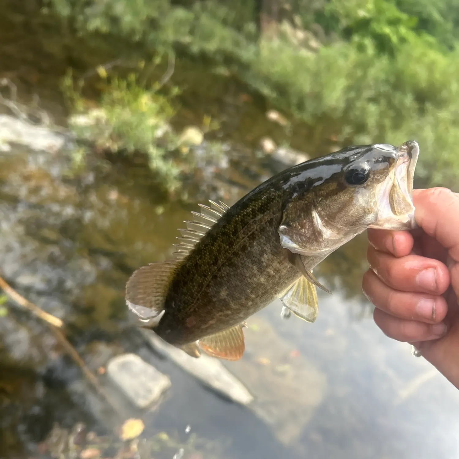 Fish caught on Fishbrain