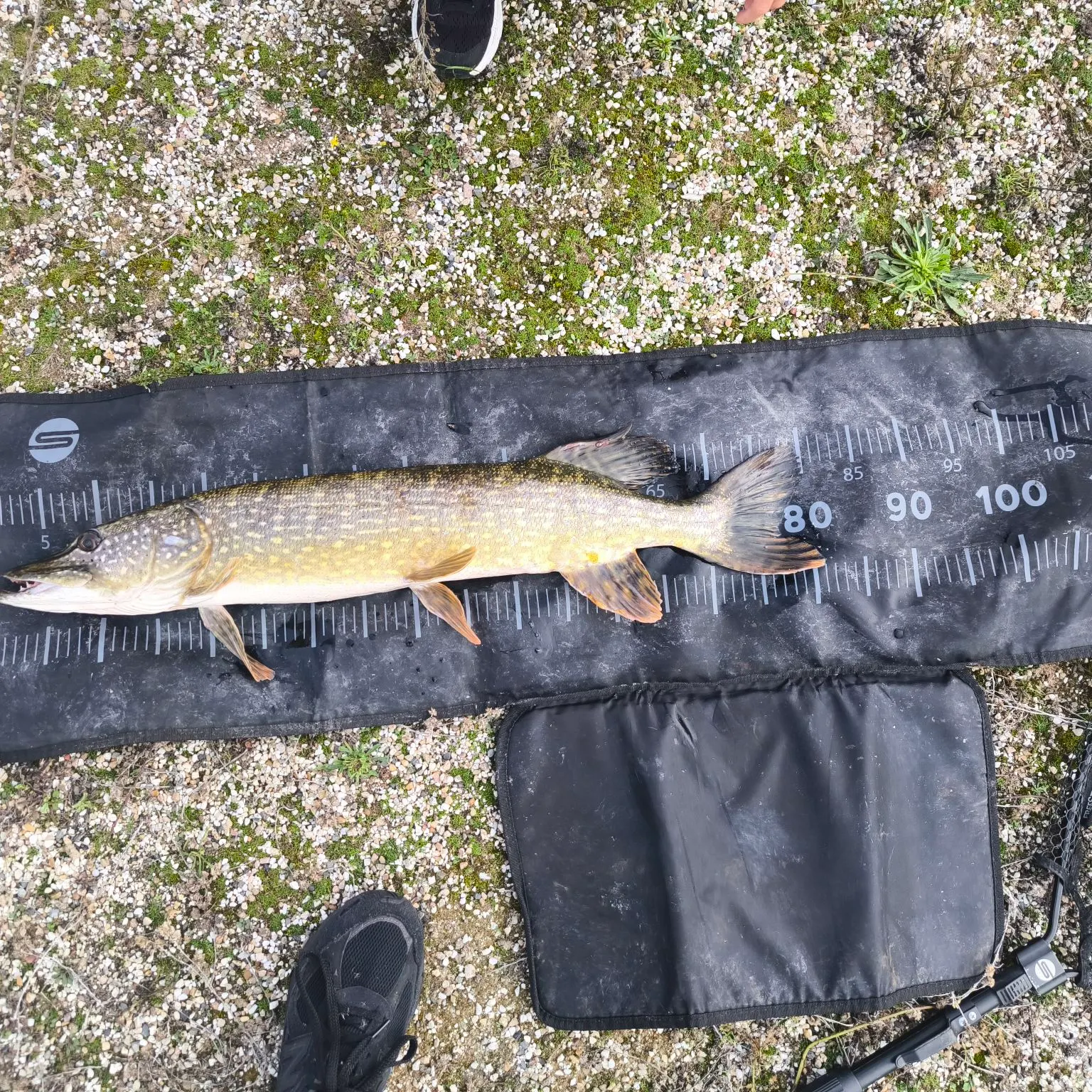 Northern pike caught on Fishbrain