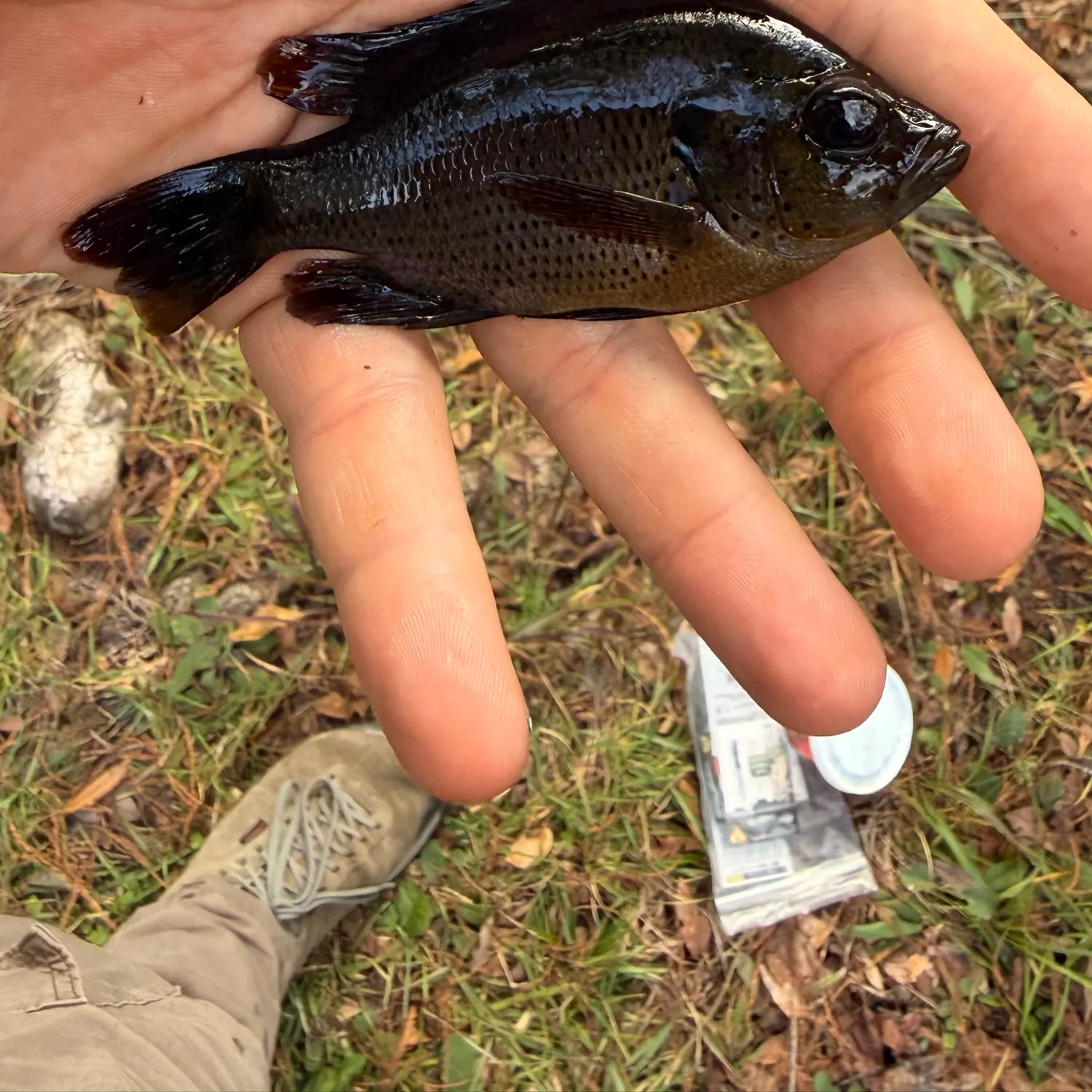 Spotted sunfish caught on Fishbrain
