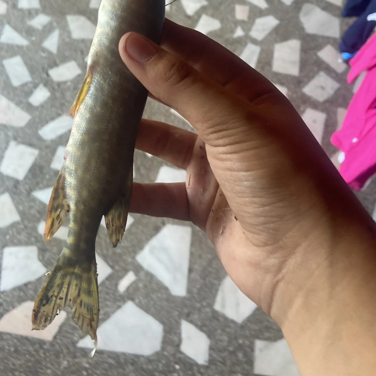 Fish caught on Fishbrain