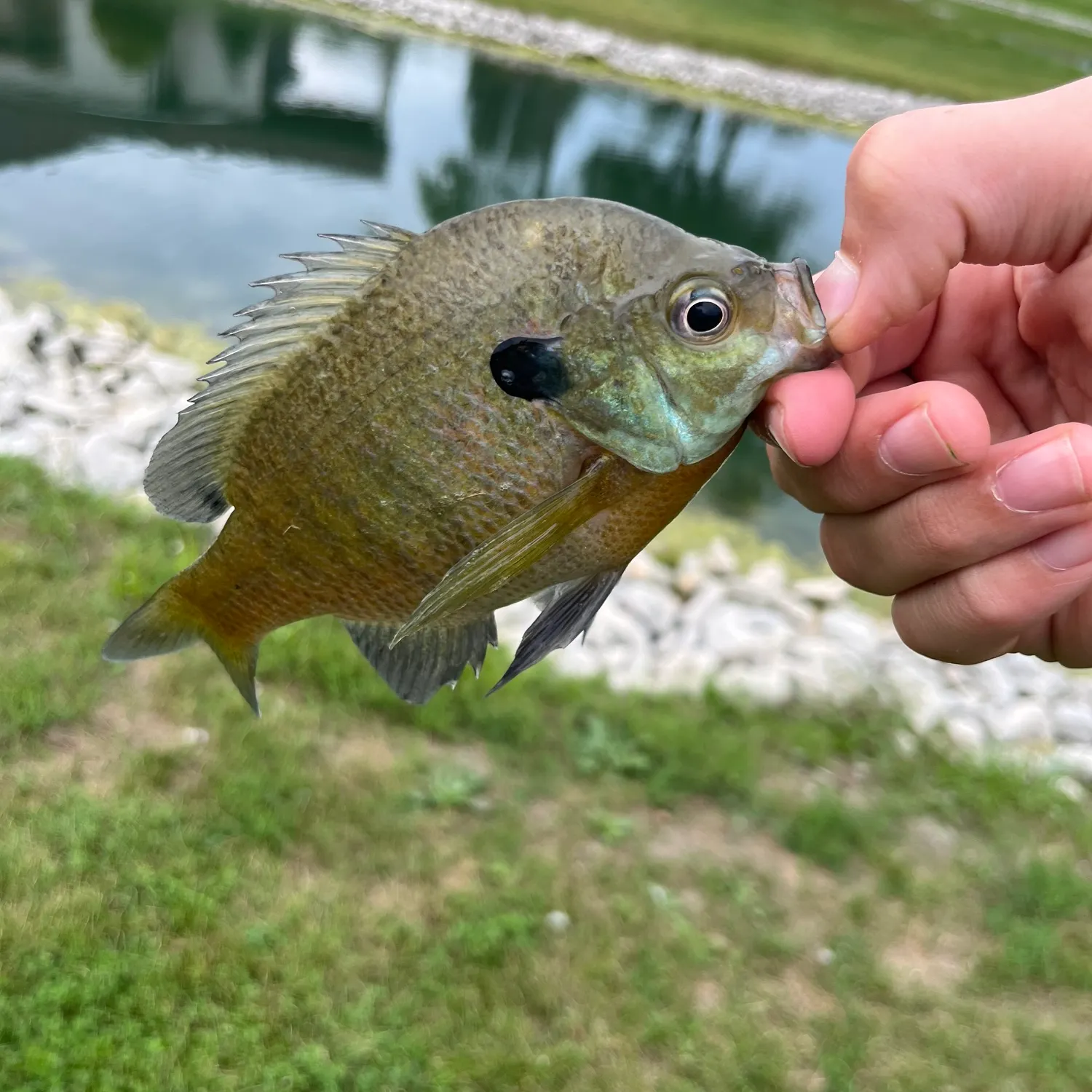 Bluegill caught on Fishbrain