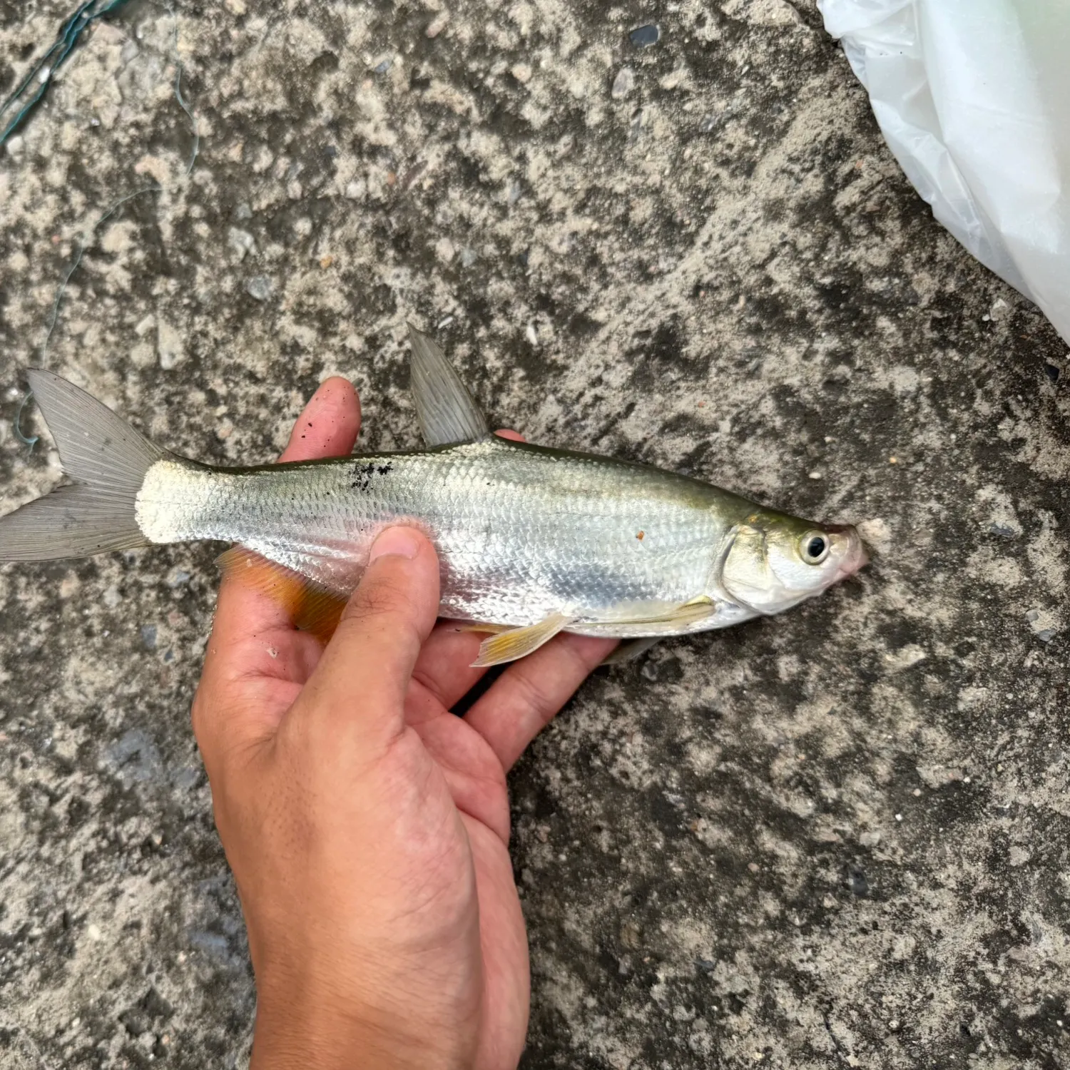 The most recent Predatory carp catches on Fishbrain