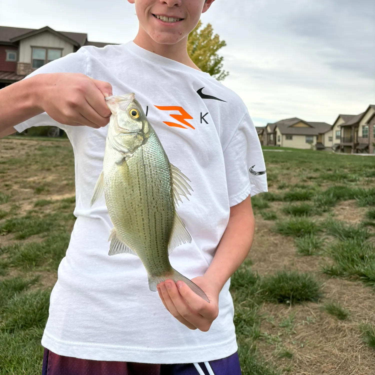 White bass caught on Fishbrain