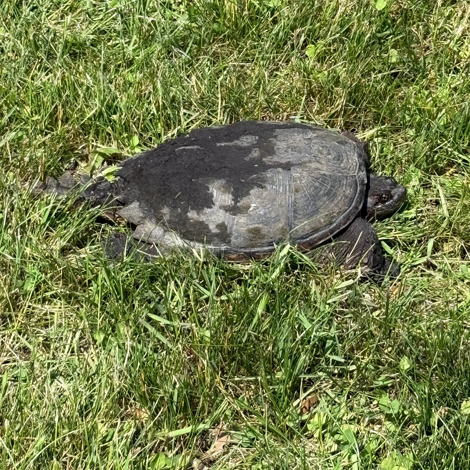 The most recent Common snapping turtle catches on Fishbrain