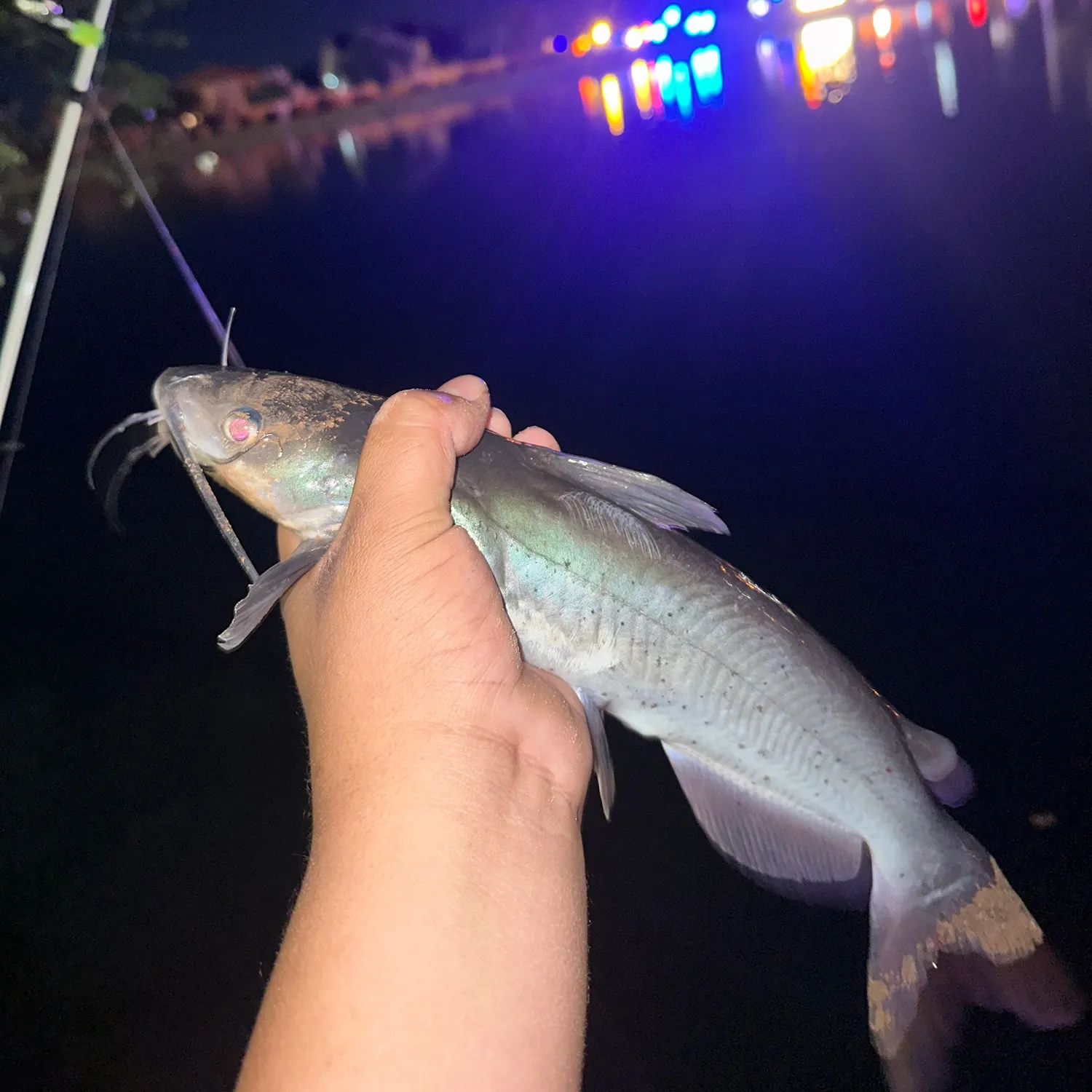 Channel catfish caught on Fishbrain