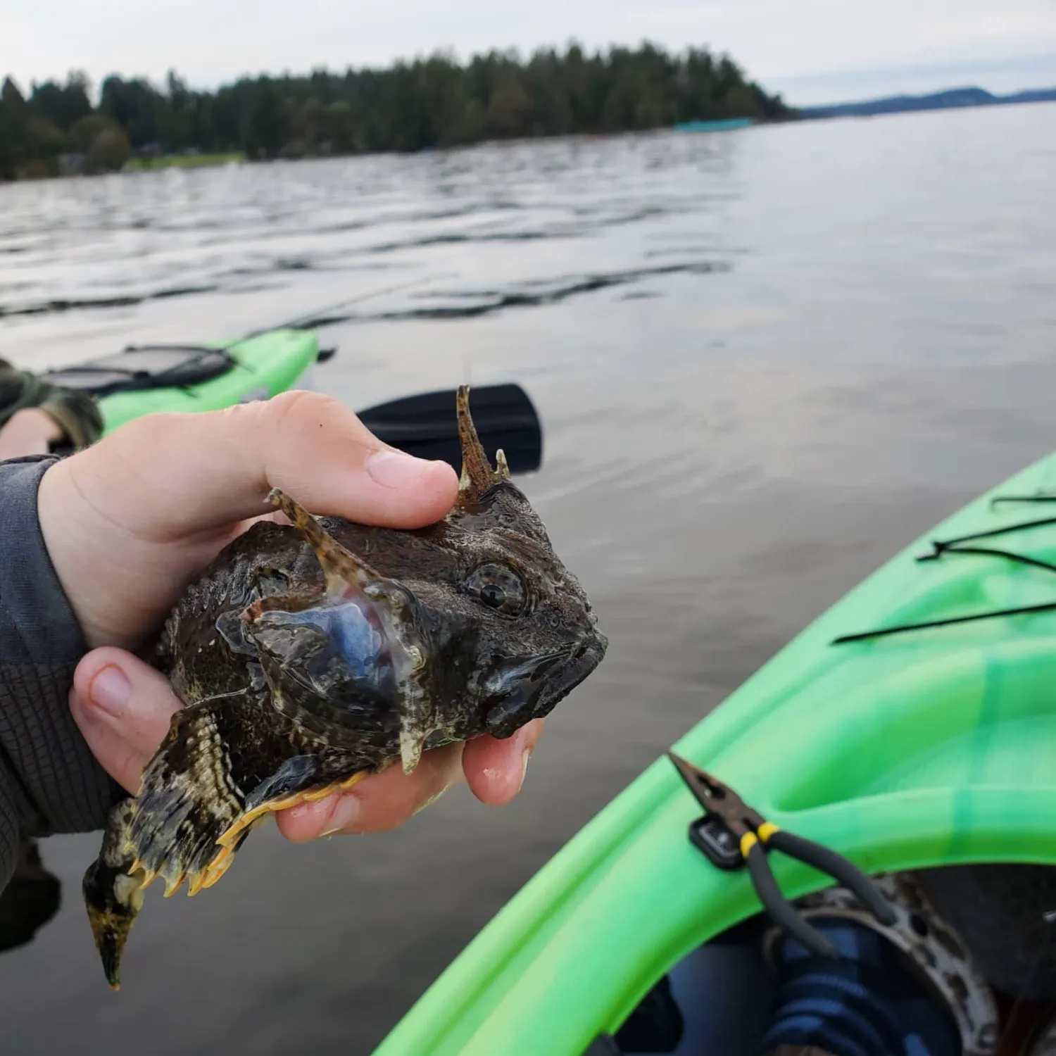 The most recent Buffalo sculpin catches on Fishbrain