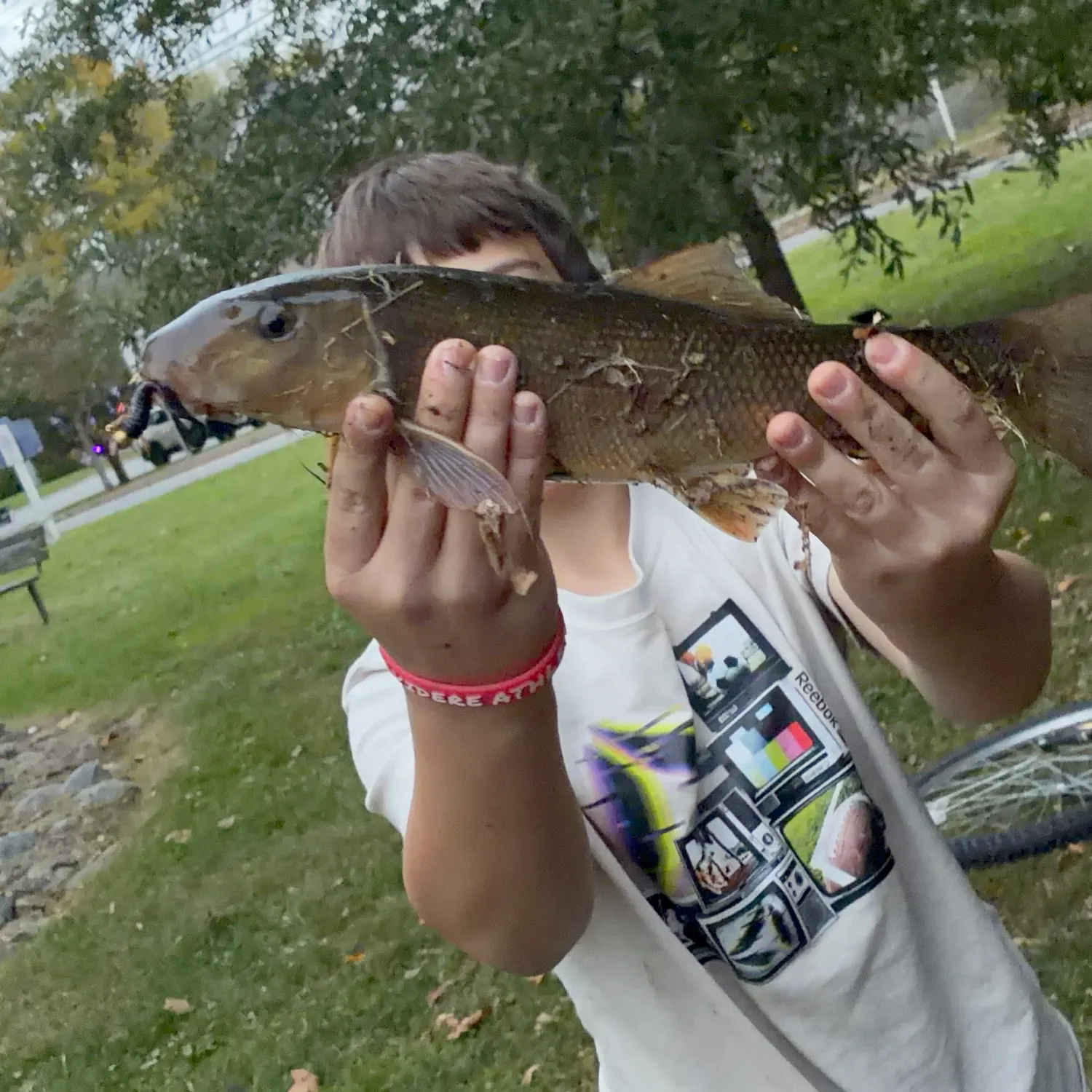 White sucker caught on Fishbrain