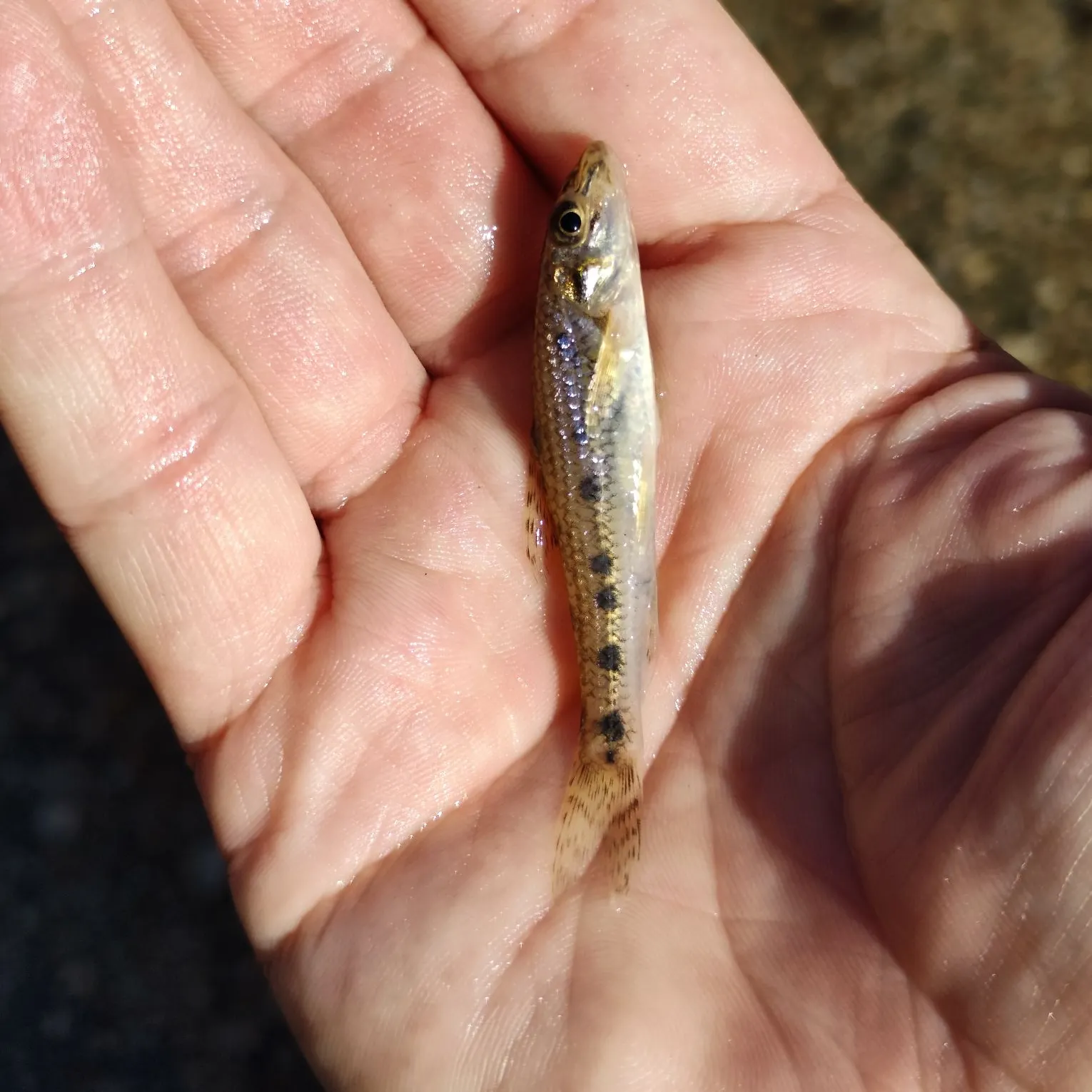 The most recent Gudgeon catches on Fishbrain