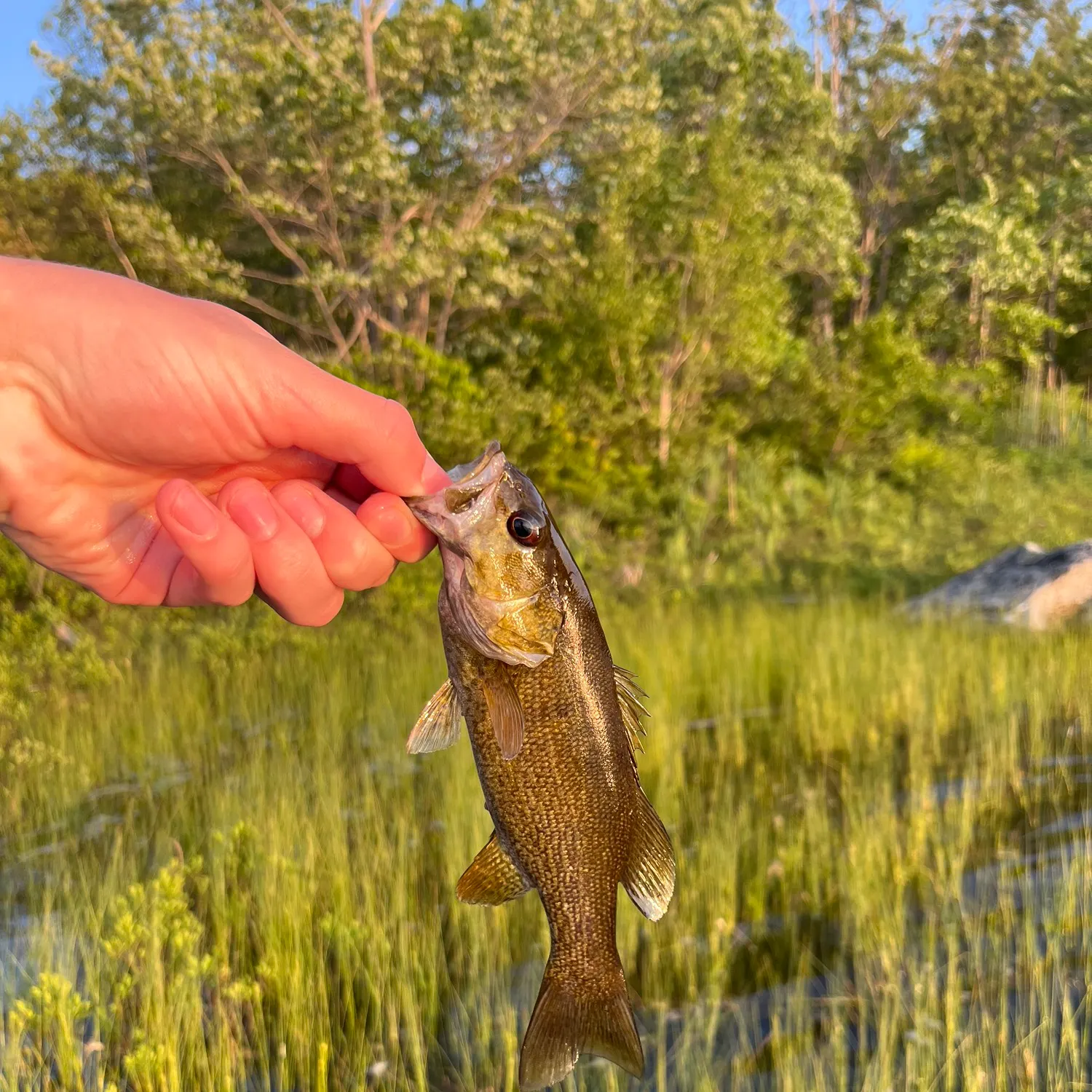 Smallmouth bass caught on Fishbrain