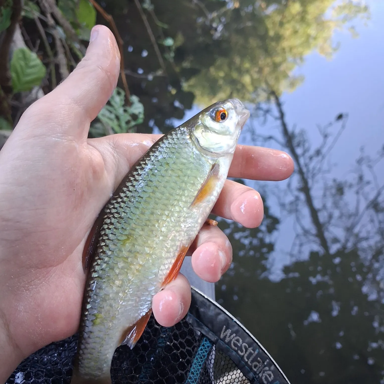 Common roach caught on Fishbrain