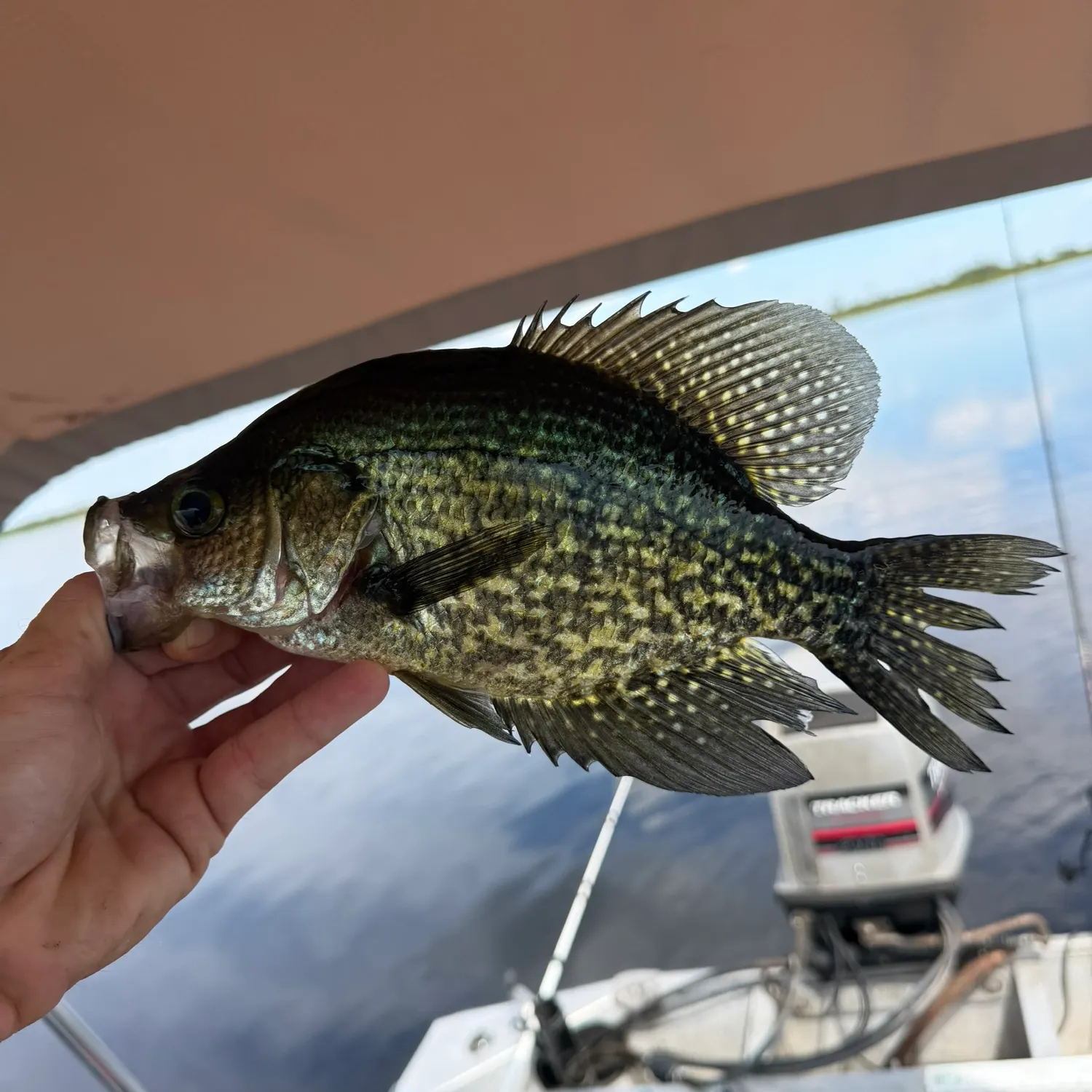 Black crappie caught on Fishbrain