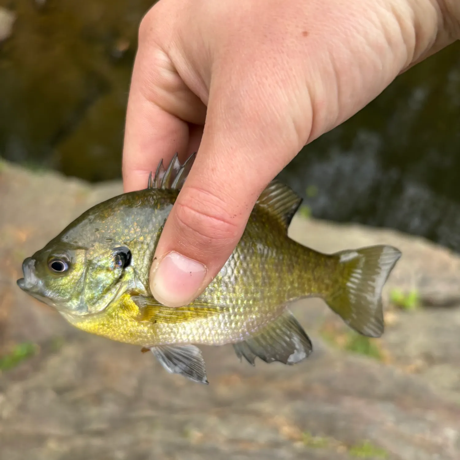 The most recent Bluegill catches on Fishbrain